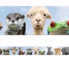 Go Wild Animals Border