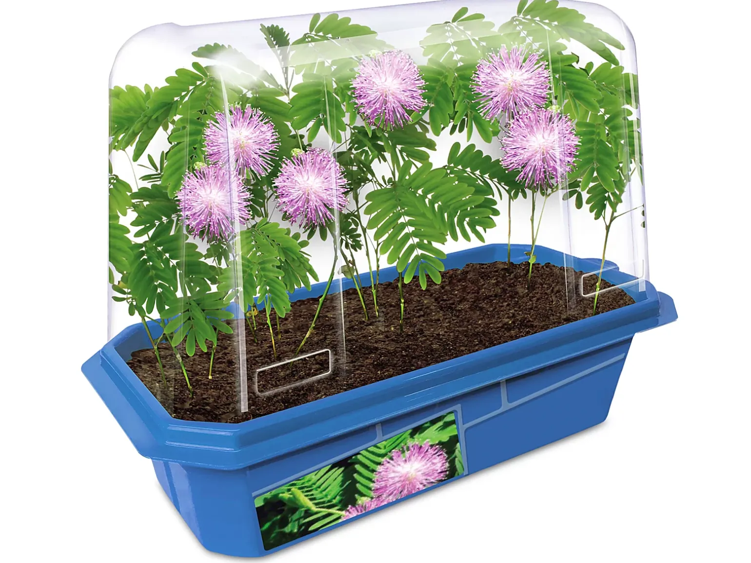 Grow-Your-Own Moving Plant
