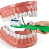 Learn to Brush Demonstration Kit