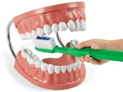 Learn to Brush Demonstration Kit