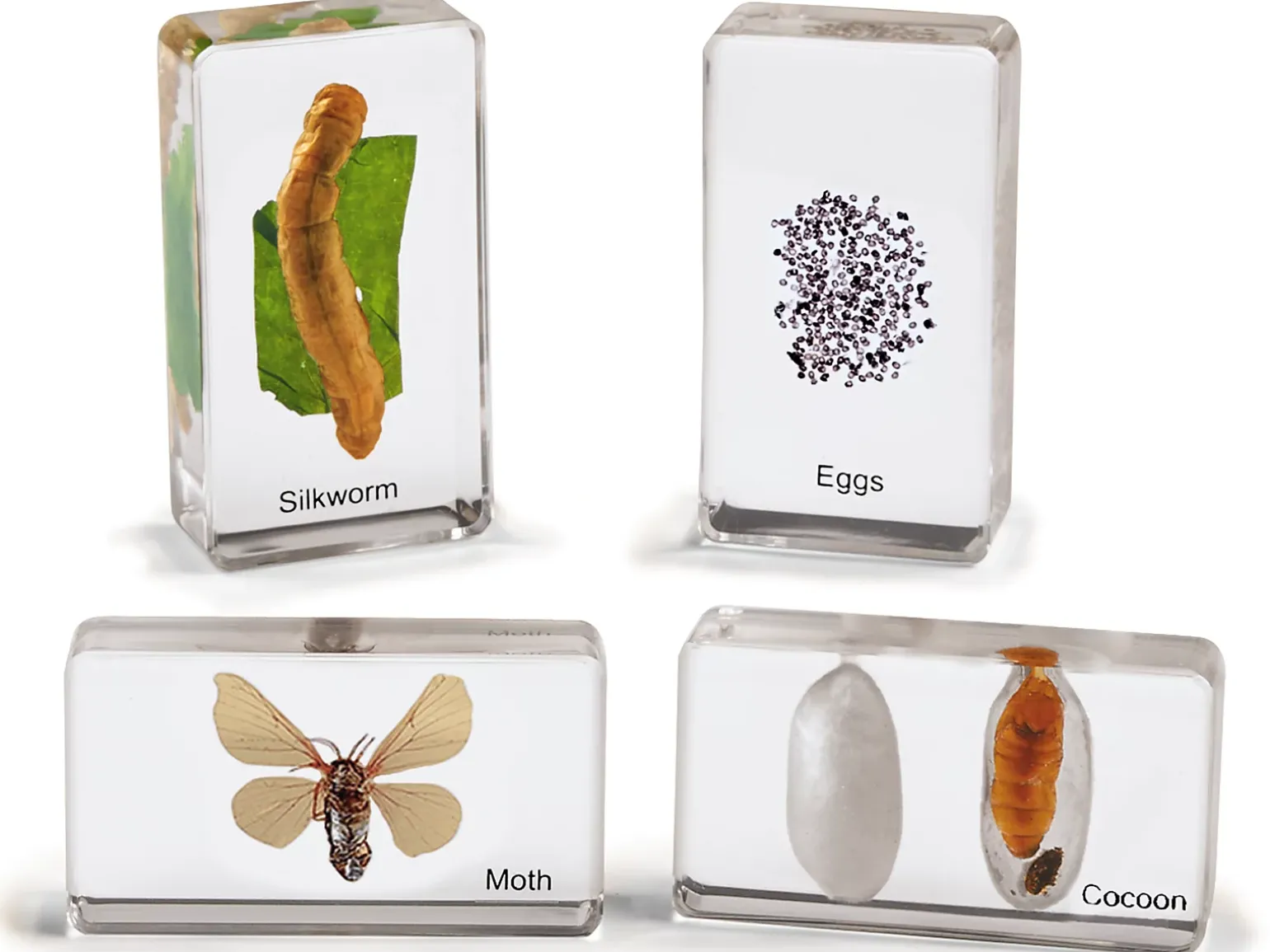 Life Cycle Specimen Set