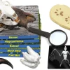 Mammals Specimen Center