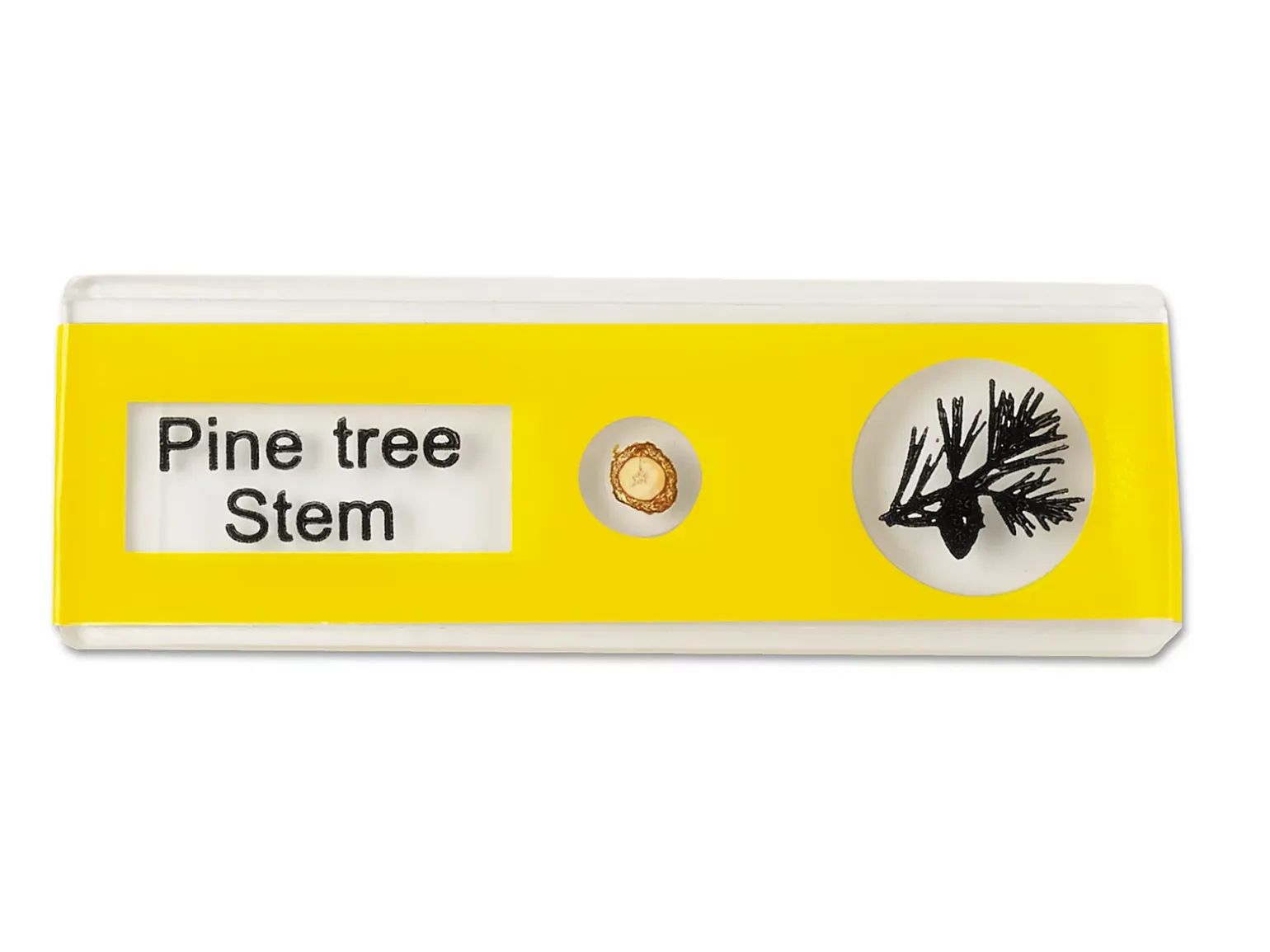 Plants Prepared Slide Kit