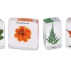 Plants Specimen Set